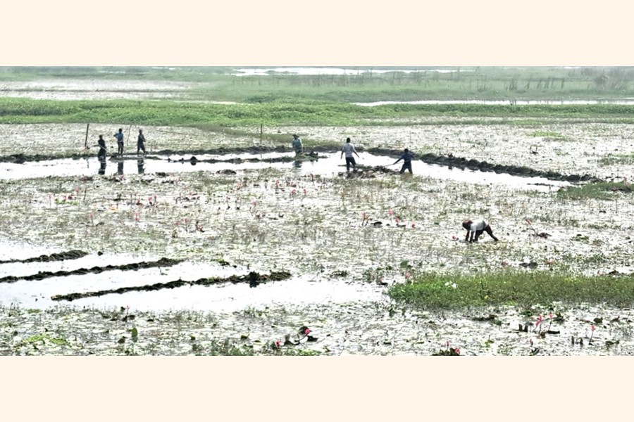 Gopalganj eyes massive Boro farming