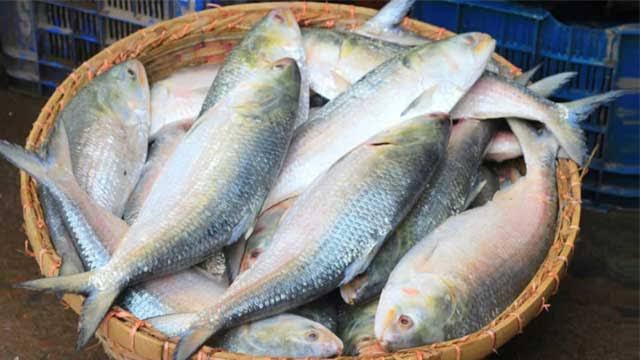 Govt to export 11,000 tonnes of hilsa to KSA, UAE for Bangladeshi expatriates