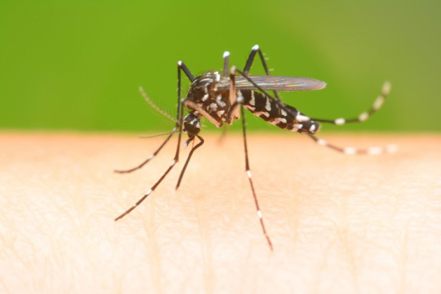 New dengue case reported in 24 hrs