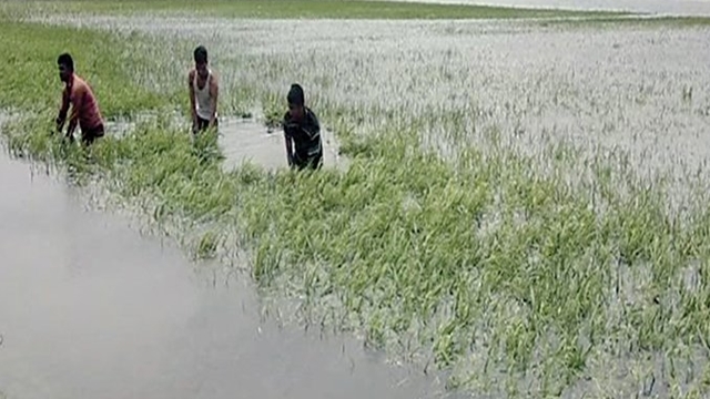 Govt builds embankments in haor areas to protect crops