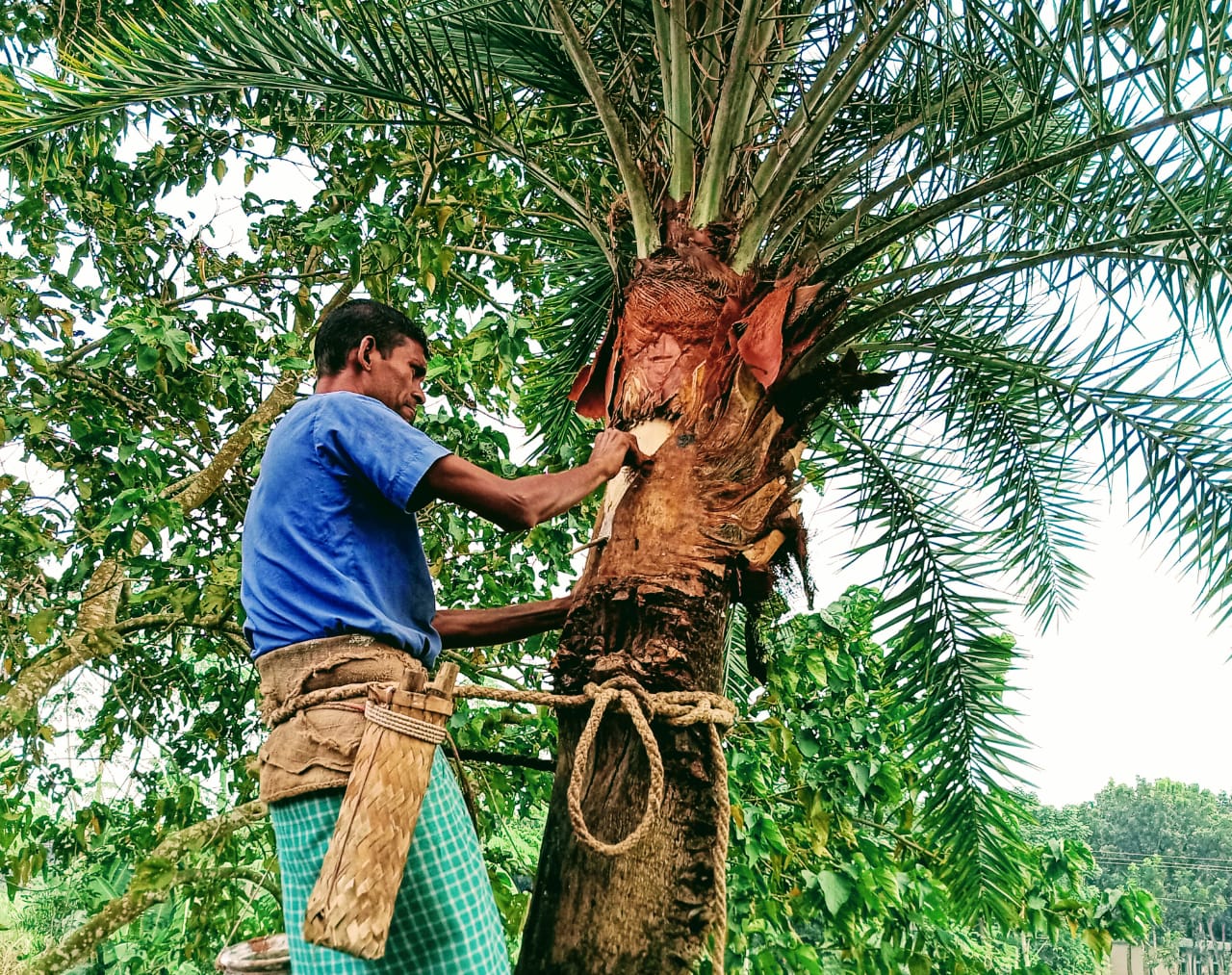 খেজুরের গুড়কে ঘিরে এক সম্ভাবনাময় অর্থনীতি