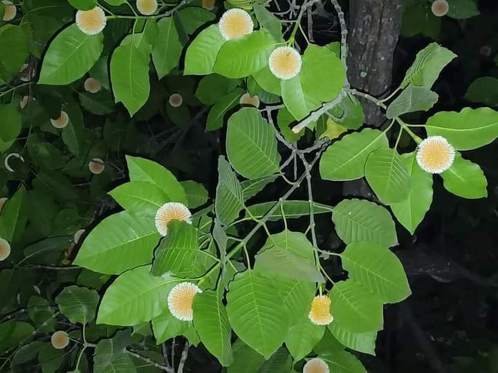 অক্টোবরে কদমের শোভা