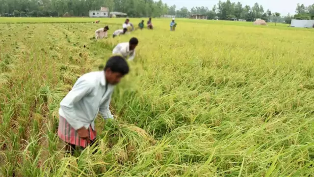  যে কৃষকেরা সরকারি কাগজে আছেন, বাস্তবে নেই