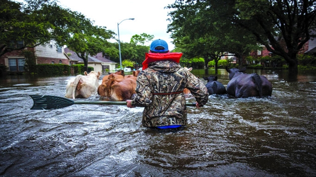 1,787 cattle, poultry farms affected by flood: Report