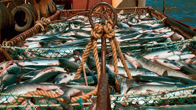 Govt won't allow fish import: Minister