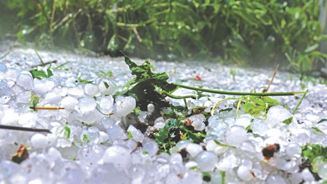 Hailstorm damages crops, fruits in northern districts