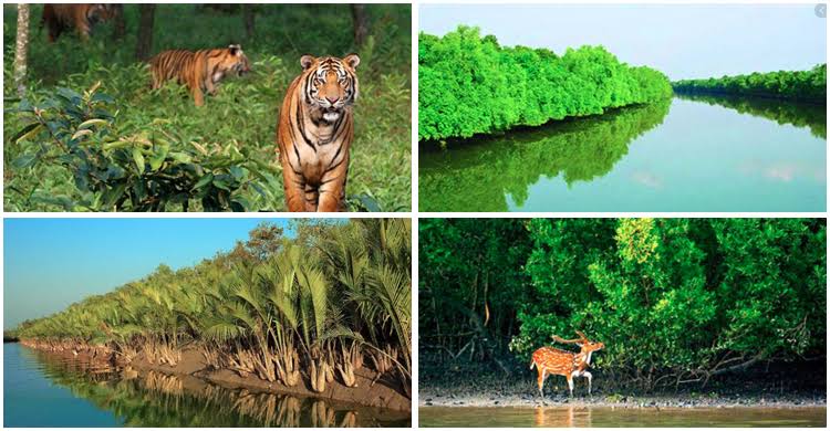 তিন মাস পর খুলছে সুন্দরবনের দুয়ার