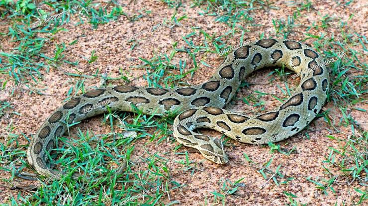 Russell’s viper: Local anti-venom expected by year-end