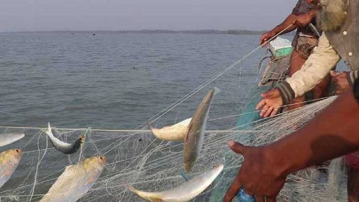 Sale of hilsa begins today after 22-day ban on netting