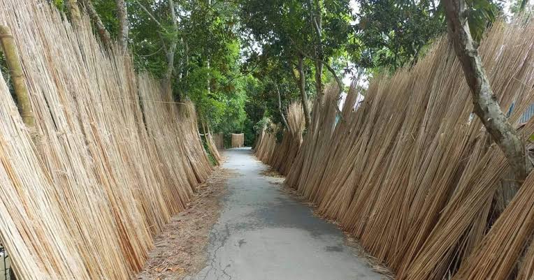 পাটের দাম নিয়ে শঙ্কায় কৃষক, কদর বেড়েছে পাটকাঠির