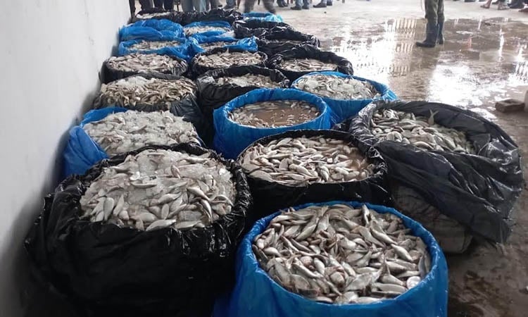 Tk 18.45 lakh fined for selling jatka at Jatrabari