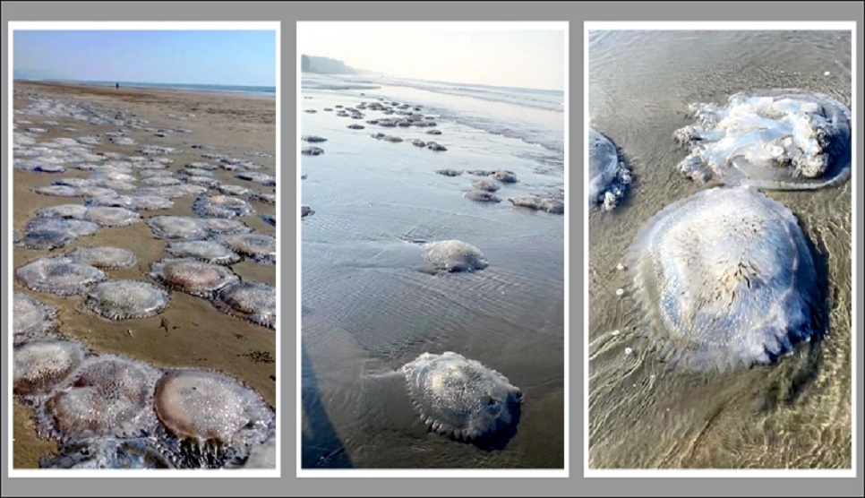 Huge dead jellyfishes wash up on Cox’s Bazar sea beach