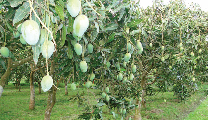 Fruit setting predicts bumper mango production in Rajshahi