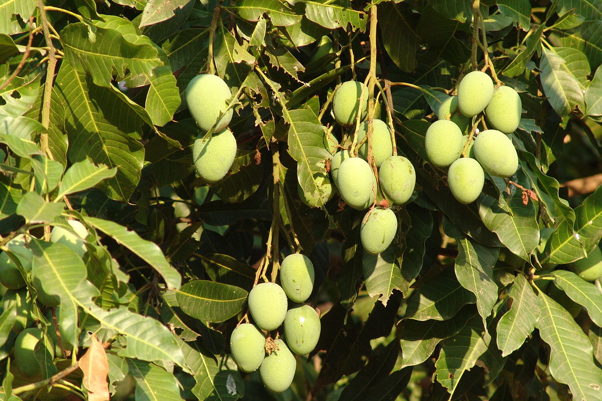 Mango harvesting and marketing banned till May 20