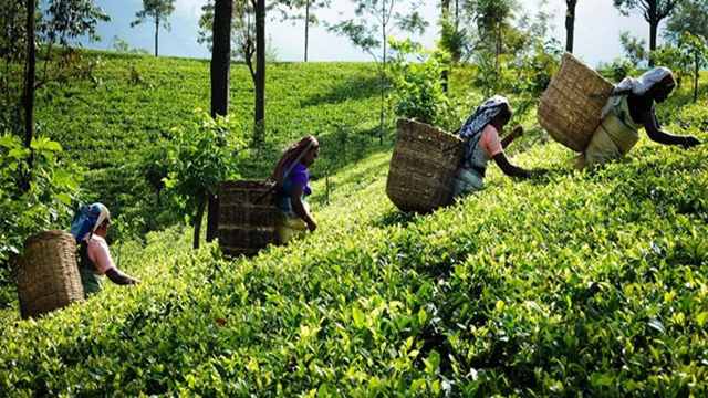 'Tea export fetches at Tk 17cr in last FY'