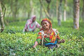 Country to observe first National Tea Day on Friday